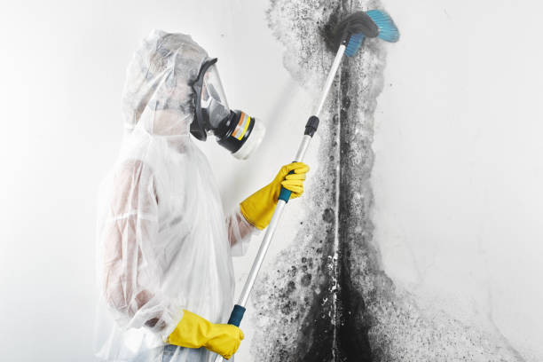 Best Post-Remediation Verification Testing  in Bellevle, IL