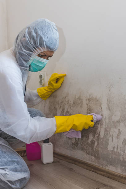 Best Mold Removal for HVAC Installations  in Bellevle, IL
