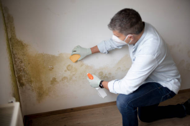 Best Mold-Related Health Consultation  in Bellevle, IL