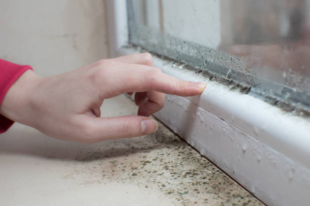 Best Mold Damage Restoration  in Bellevle, IL