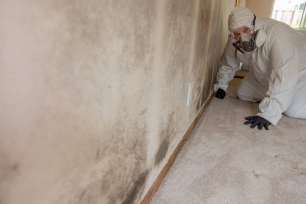 Best Water Damage & Mold Remediation  in Bellevle, IL